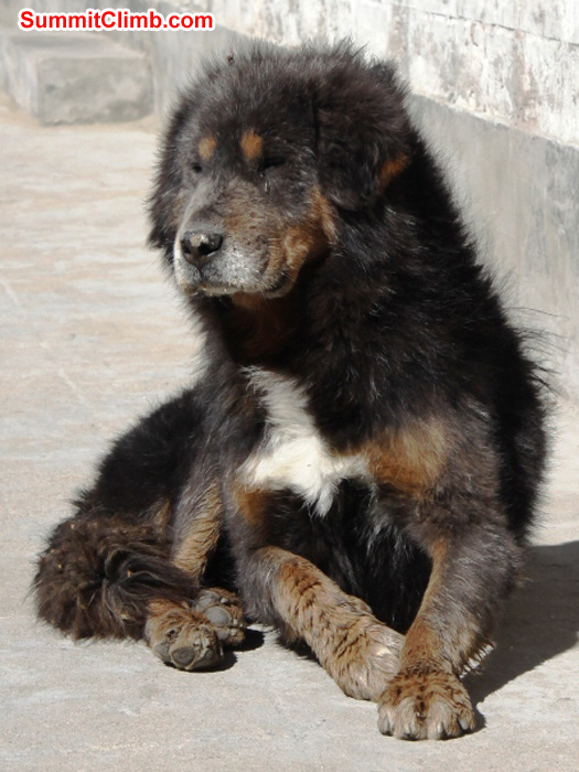Tibetan dog. Matti Sunell Photo