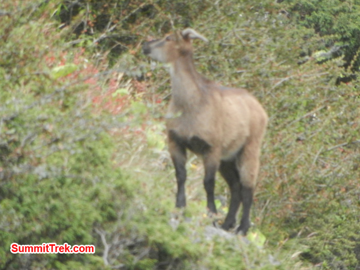 Animal seen in Namche hill. Photo by Stephanie