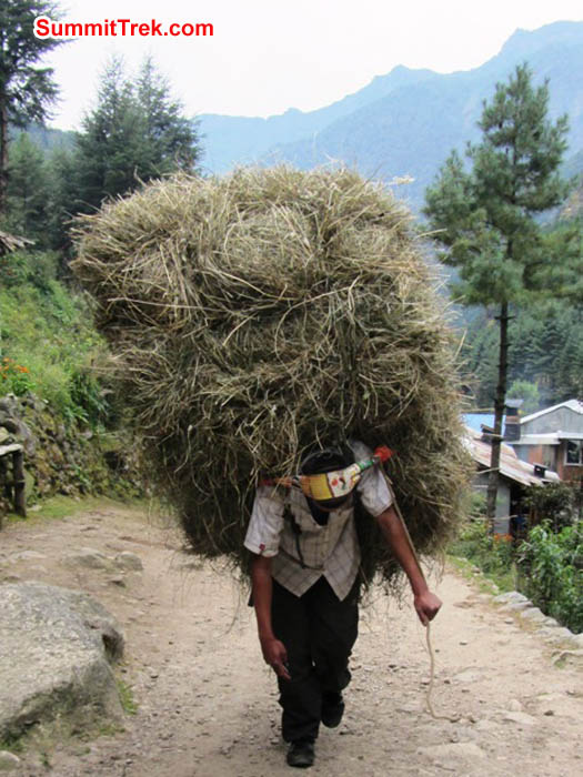 Woman carrying grass along the trail to Everest Basecamp. Photo by Mark van 't Hof