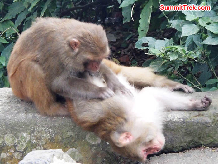 One monkey grooms another at the Monkey Temple in KTM. Photo by Maggie Noodle