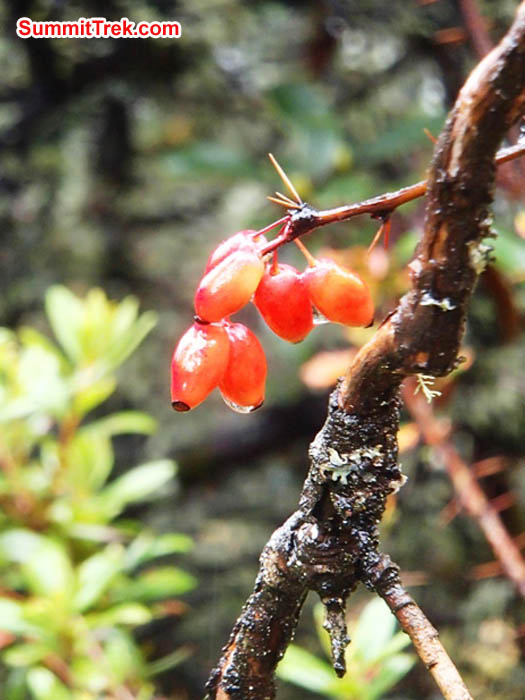 Tiny red berries sprinkled by dew along the trail to Everest base camp. Maggie Noodle Photo