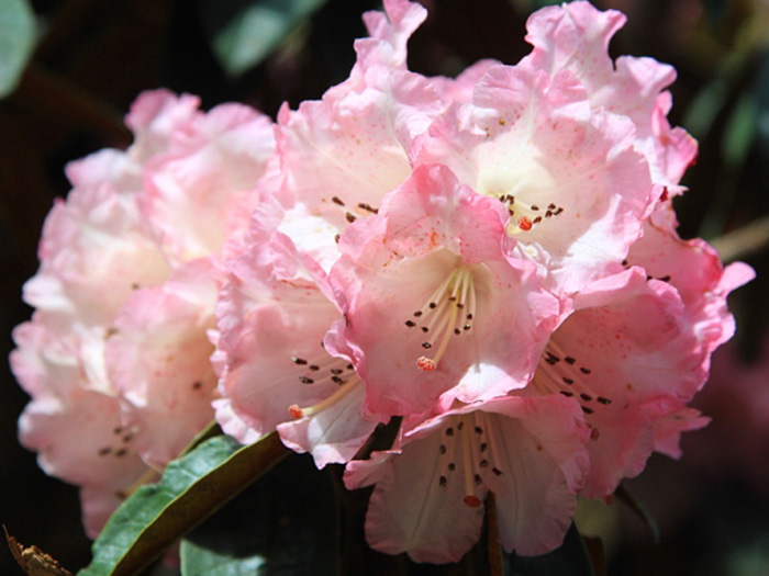 Lovely rhododendron flower along the path to Everest. Monika Witkowska Photo.