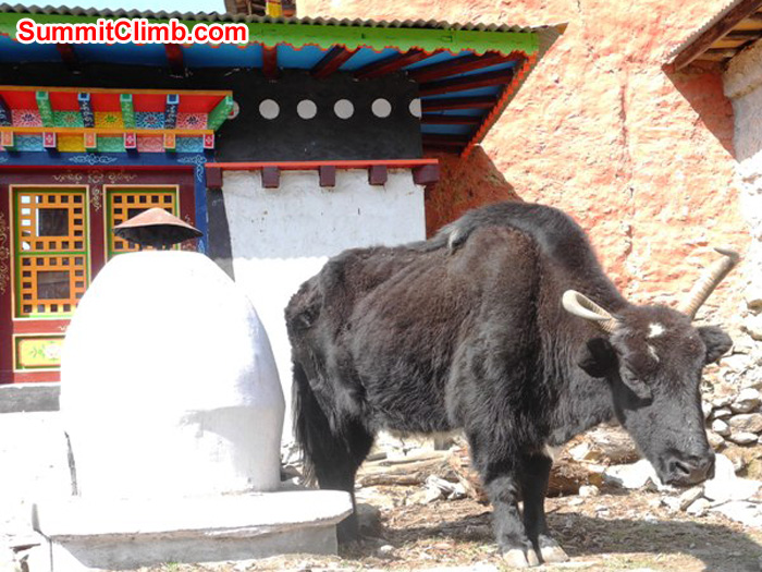 Yak standing beside an enormous incense burner at the Pangboche Gompa. Violetta Pontinen Photo.