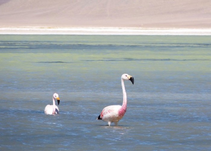 Flamingos na Laguna