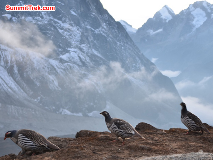 Kongma birds, aka Himalayan snow pheasants, dining out in Kare. photo by Michael Moritz