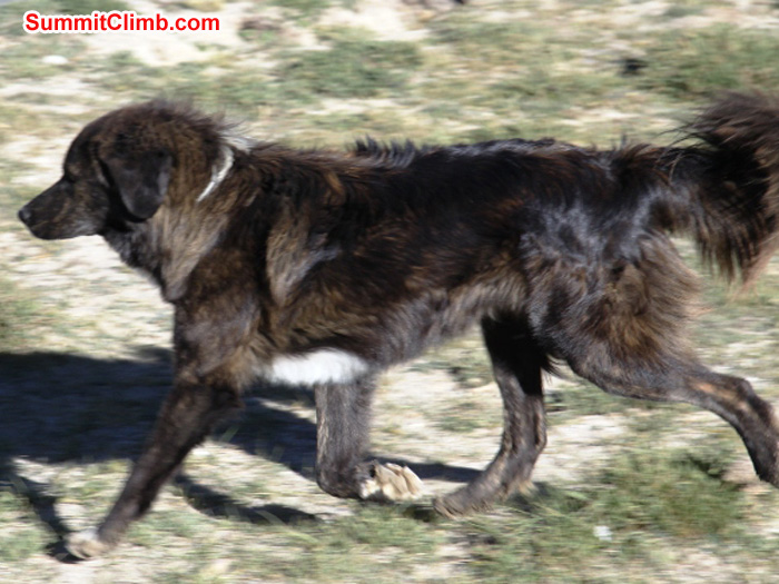 Tibetan Dog runs for her supper in Gyepla. Matti Sunell Photo