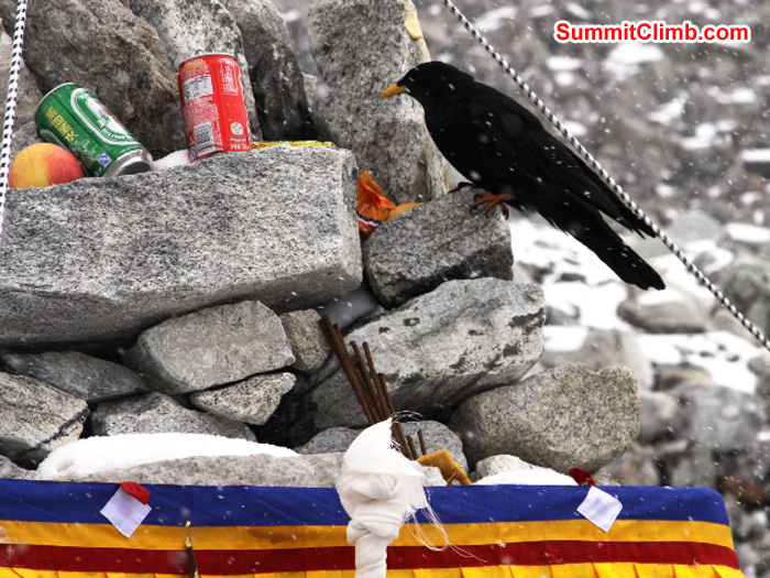 Chuff - Raven enjoys a bit of snack at the Puja ceremony. Matti Sunell Photo
