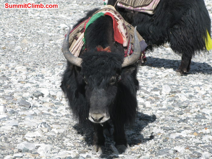 Yaks around the Chinese base for load the expedition loads. Photo Rares Voda